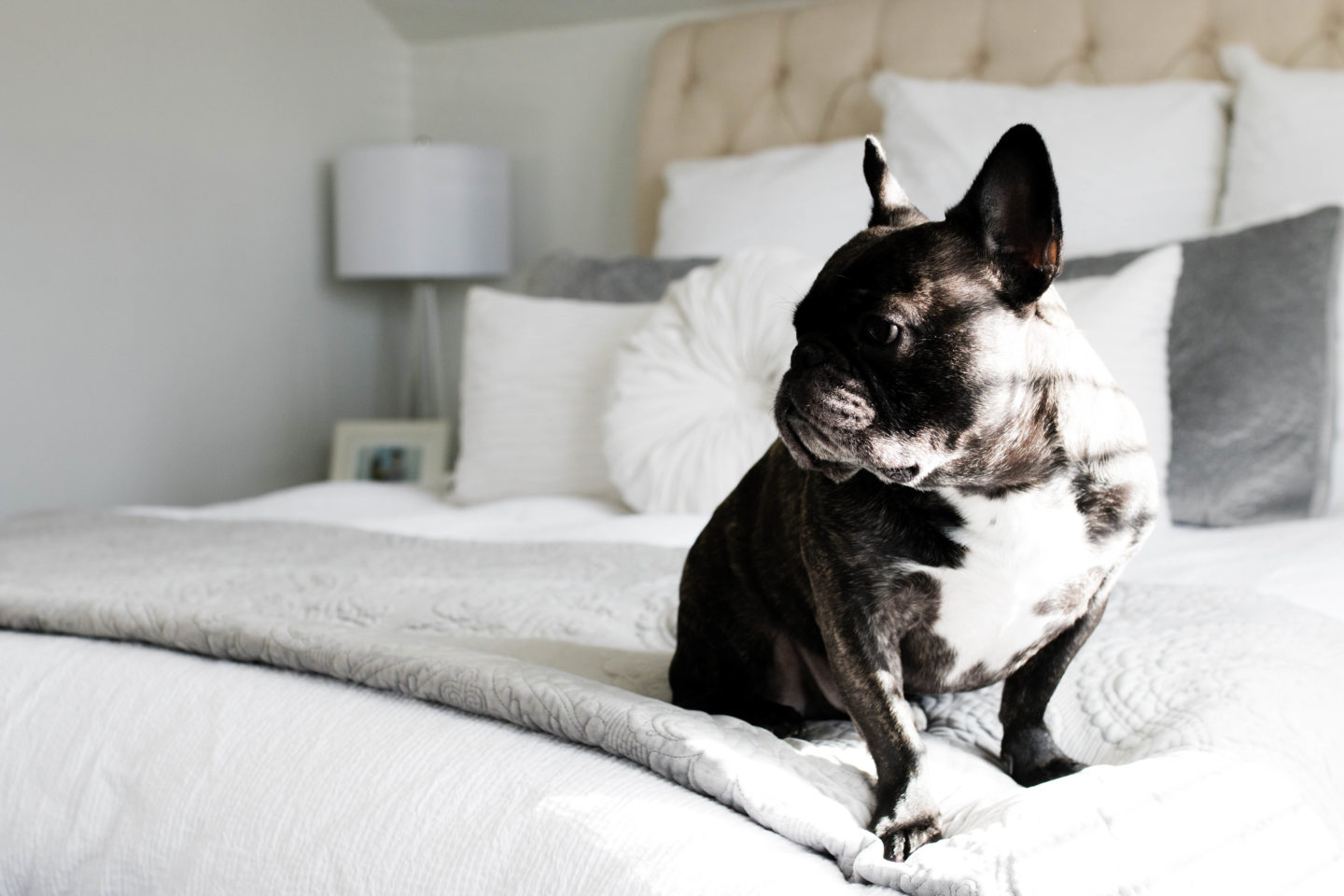 The Grey Edit Home-Bedroom-Smalls-French Bulldog
