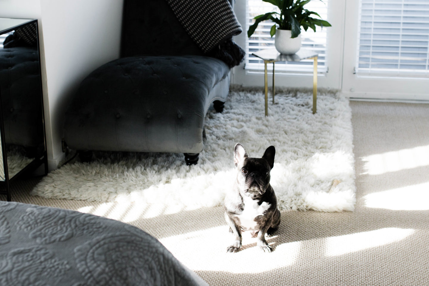 The Grey Edit Home-Bedroom-Smalls-French Bulldog